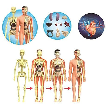 BioBuild – Educatief Anatomiemodel voor Kinderen
