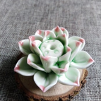 F - Licht-Groen Roze