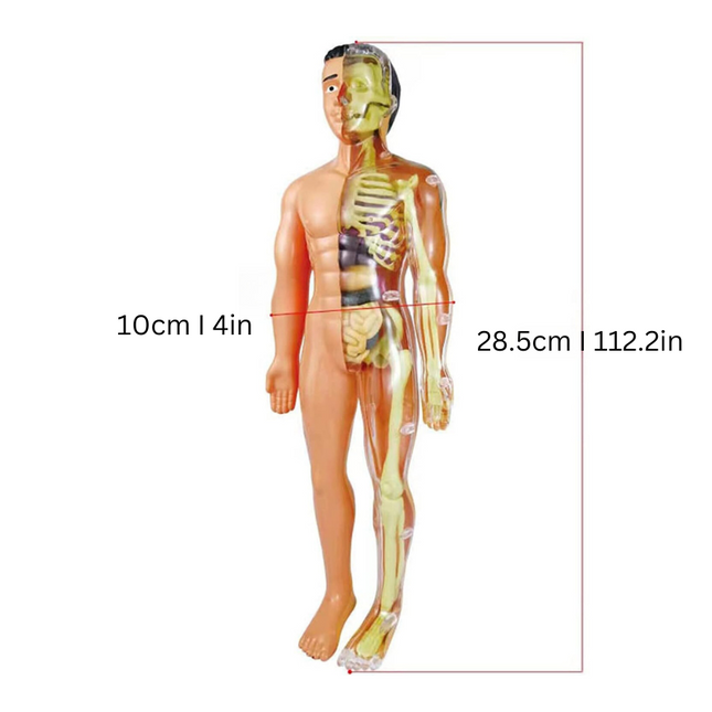 BioBuild – Educatief Anatomiemodel voor Kinderen